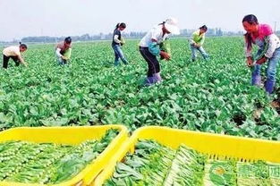 國(guó)辦發(fā)文助力貧困農(nóng)戶 消費(fèi)扶貧促增收，鄉(xiāng)村振興正當(dāng)時(shí)